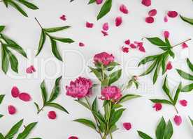 pink blooming peonies with green leaves