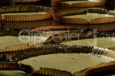 Victoria regia giant water lily pads