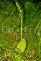 Twayblade,  orchid of the German flora