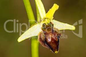 early spider-orchid, flower