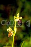 early spider-orchid, flower