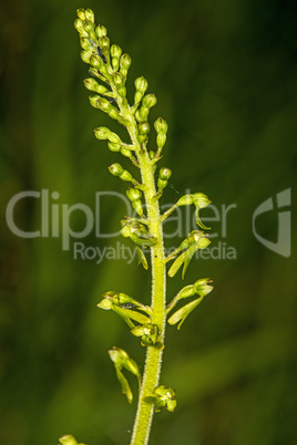 Twayblade, orchid of the German flora Twayblade, orchid of the German flora