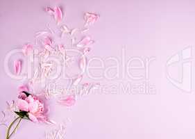 pink peony flower and scattered petals on a pink background