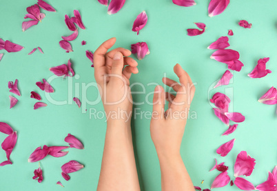 two hands of a young girl with smooth skin and red peony petals