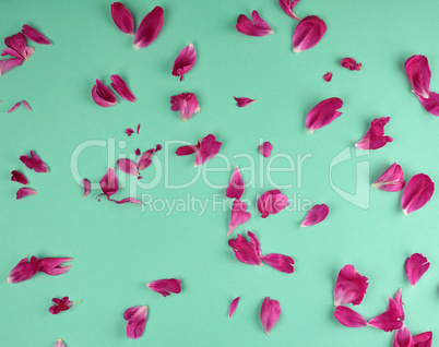 red peony petals on a green background