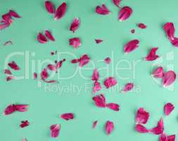 red peony petals on a green background