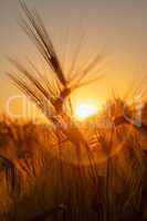 Ears of Wheat or Barley at Golden Sunset or Sunrise