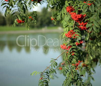 ashberry with leafs