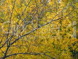 birch at autumn