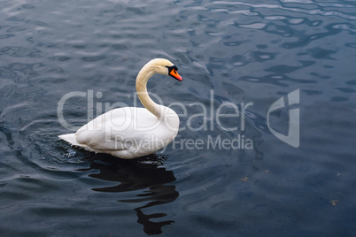 Single Swan on the Pond.