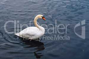 Single Swan on the Pond.