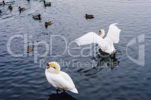 Swans and Ducks on Lake.