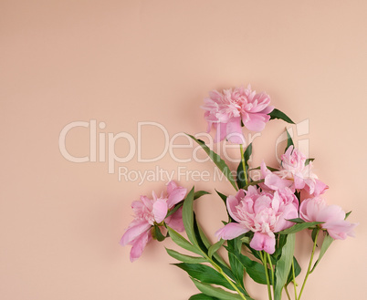 blooming pink peony buds on a peach background