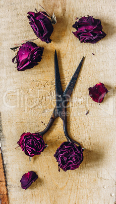 Scissors with Rosebuds.