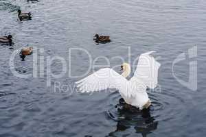 One swan on the Pond.