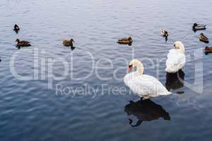 Two Swans and Ducks on Pond