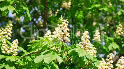 chestnut at spring