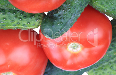 cucumber and  tomato