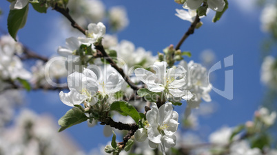 Apple Flower at Spring Apple Flower at Spring