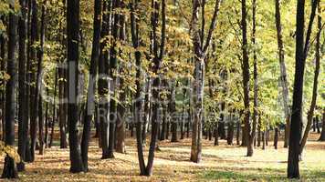 trees in autumn day