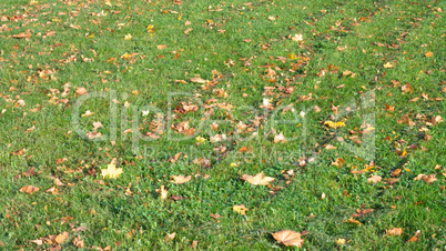 Yellow Maple Leafs on Grass