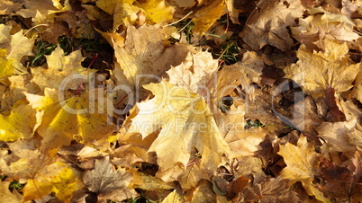 yellow maple carpet at autumn