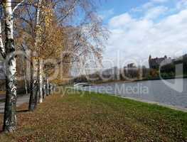 birch alley at autumn