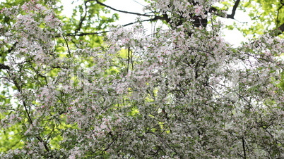 cherry-tree flower