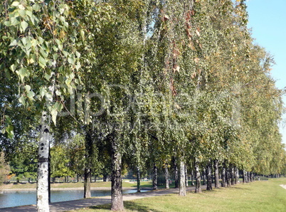 birch alley at autumn