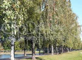 birch alley at autumn