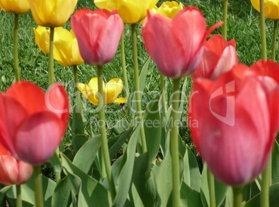 red and yellow tulip at spring day