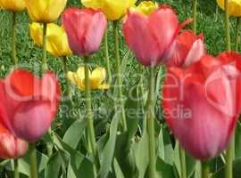 red and yellow tulip at spring day