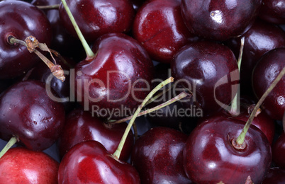 many sweet cherry at day