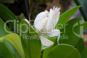 Orchid mantis, Hymenopus coronatus