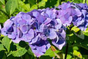 Penny mac, Hydrangea macrophylla