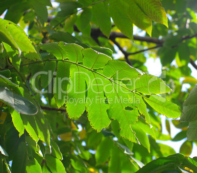 green leafs on sky background