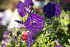 blue flower Campanula ad dry sunny day