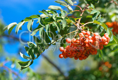 ashberry at dry sunny summer day