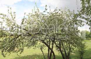 Apple Flower at Spring