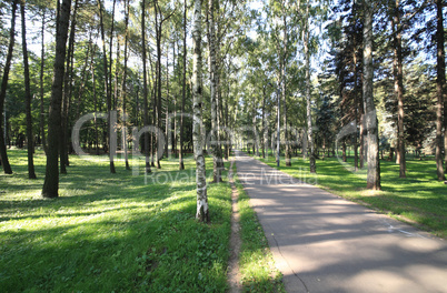 Birch Alley at Day