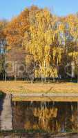 Birch Alley at Autumn