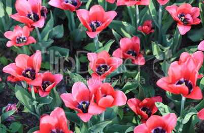 red tulip at spring