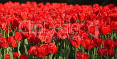 red tulip at spring