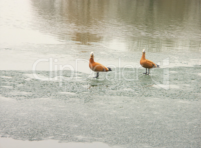 two geese on ice