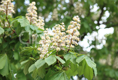 chestnut at spring day