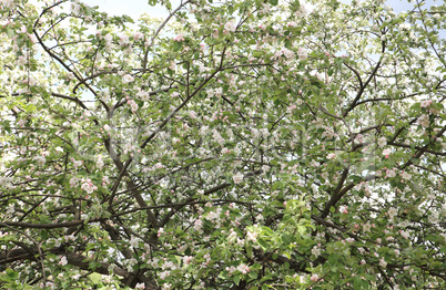 Apple Flower at Spring