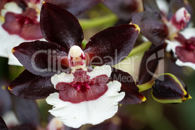Orchid Colmanara Tropic black pearl