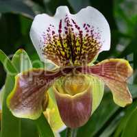 Orchid Paphiopedilum