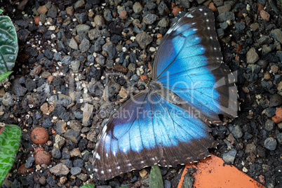 Blue morpho butterfly, Morpho peleides