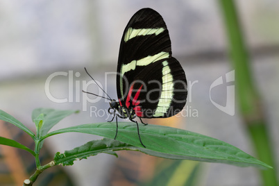 Hewitsons longwing, Heliconius hewitsoni